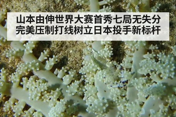 山本由伸世界大赛首秀七局无失分完美压制打线树立日本投手新标杆