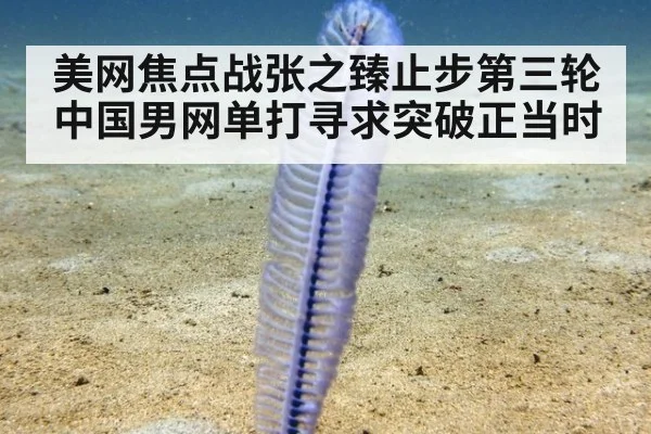 美网焦点战张之臻止步第三轮 中国男网单打寻求突破正当时